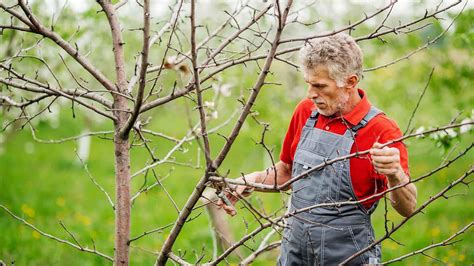 Pruning Pear Trees Diagram