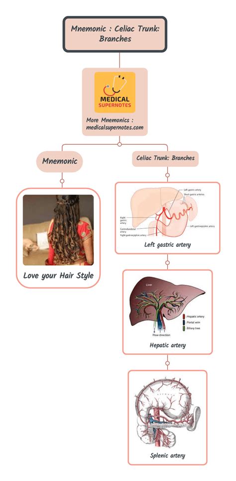 Celiac Trunk Branches Mnemonic