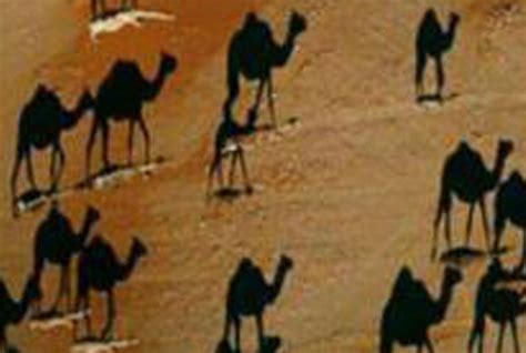 Camels in viral optical illusion are not all they seem | Express.co.uk