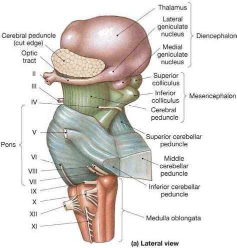 Diencephalon, Mesencephalon, Pons, Medulla | Brain anatomy, Medical ...