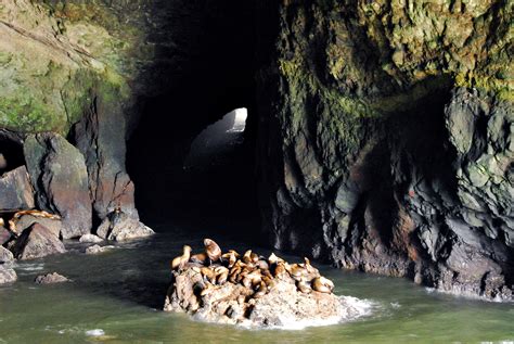 Sea Lion Caves - Wikipedia