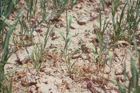 Spinetailed weevil damage to wheat – Cesar Australia