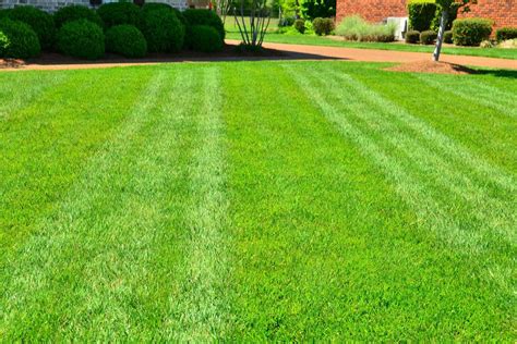 Overseeding Your Lawn: The What, When, and Why - Green Care Turf Management