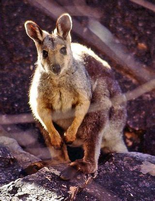 Black-footed rock wallaby | Petrogale lateralis facts