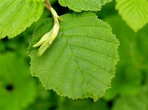 Alder Tree Identification