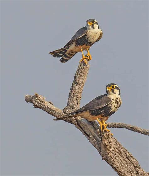 Aplomado Falcons » Focusing on Wildlife