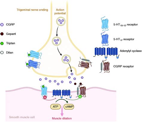 Place of next generation acute migraine specific treatments among ...