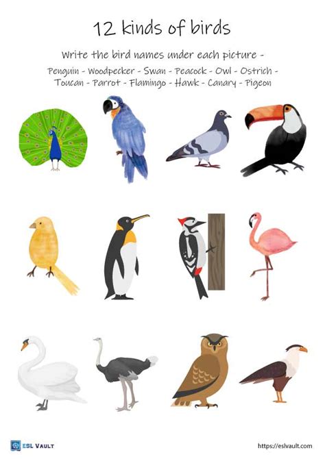 Birds worksheets - ESL vocabulary matching - ESL Vault - Free Teaching Resources