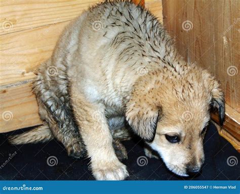 A dog in his hutch stock image. Image of religion, county - 206055547