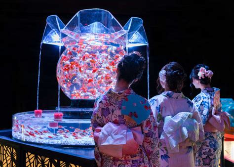 Art Aquarium 2019: Inside Tokyo's Incredible Living Exhibition! (360° Video) | LIVE JAPAN travel ...