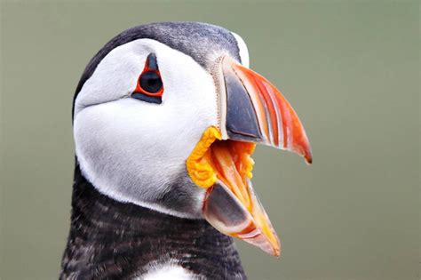 Puffin | Facts, pictures & more about Puffin | Puffin, Animal pictures ...