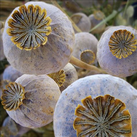 seed pods | Natural Forms | Pinterest | Hunt's, Poppies and Plants