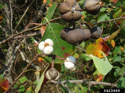 The Exotic, Invasive Chinese Tallow | Oklahoma State University