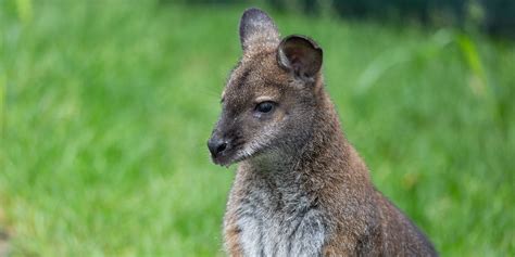 New at the Zoo: Bennett's Wallabies | Smithsonian's National Zoo and Conservation Biology Institute