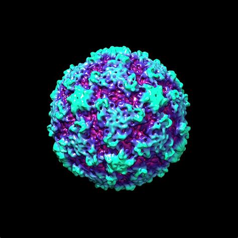 Rhinovirus : Virusworld : Human Rhinovirus 14 - artatza5