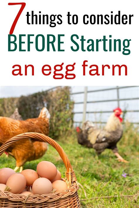 Is Egg Farming Profitable? 7 Things You Need To Know - High Country Farms