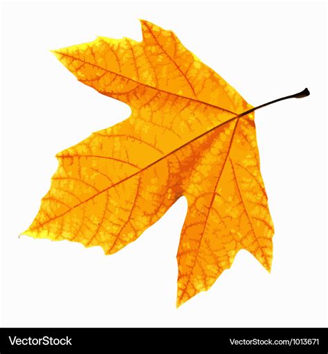 Yellow leaf isolated Royalty Free Vector Image