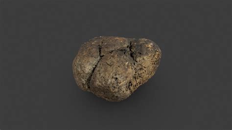 Nothrotheriops Shastensis - Download Free 3D model by The Smithsonian Institution (@Smithsonian ...