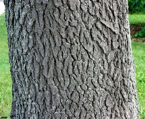 Black cherry | The Morton Arboretum