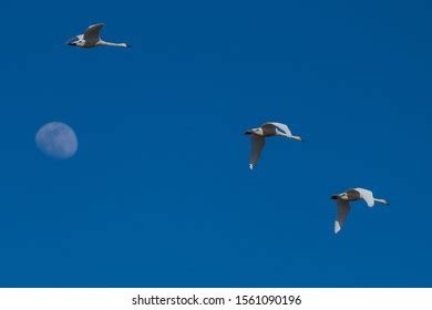 1,335 Tundra Swan Migration Images, Stock Photos & Vectors | Shutterstock