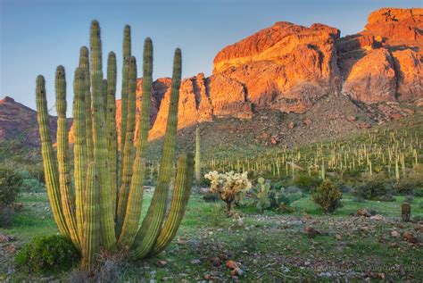 Organ Pipe Cactus National Monument Arizona - Alan Majchrowicz Photography