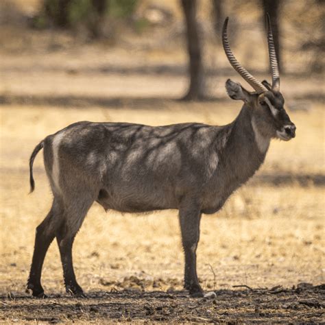 Top Ten Antelopes of Kenya - Safari Deal