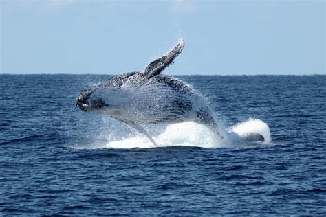 Whale Watching Season: Where Are the Best Spots? - Princess Palm