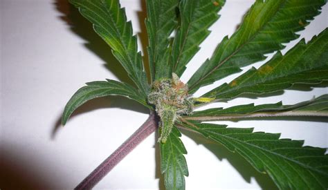 Marijuana Growers HQ mystery-marijuana-seeds - Marijuana Growers HQ