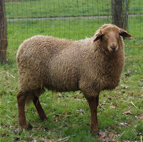 Ram lam | Sheep breeds, Goats, Sheep