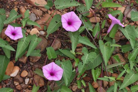 Water Morning Glory (US Federal Noxious Weed List) · iNaturalist