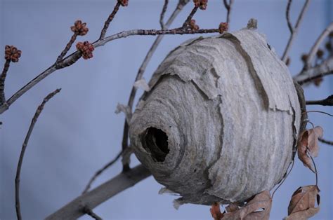 How to identify wasps and their nests. | Wasp, Wasp nest, Nest