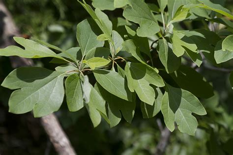 Sassafras – Chestnut Hill Nursery