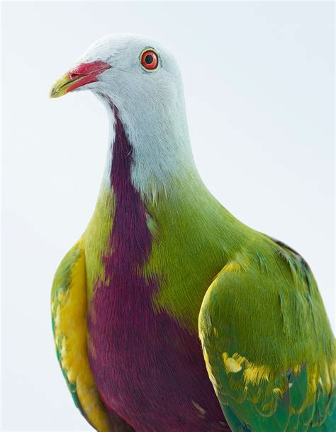 Don't Call Them Winged Rats—These Pigeons Are Exquisite | WIRED