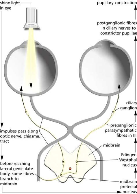 Pupillary Light Reflex (Labeled) | Eccles Health Sciences Library | J. Willard Marriott Digital ...