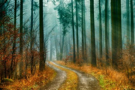 Forest Pathways Photo · Free Stock Photo