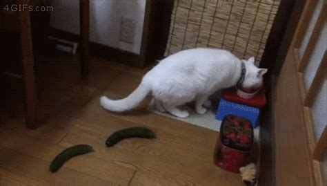 Hey, Internet: Not All Cats Have An Innate Fear Of Cucumbers – Upvoted