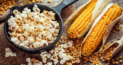 Fast and Easy to Grow Popping Corn Seeds POPCORN SEEDS 1000 Zea mays ...