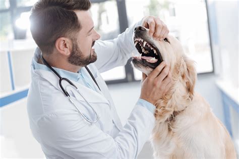 The Basics of Pet Dental Care - Linwood Pet Hospital