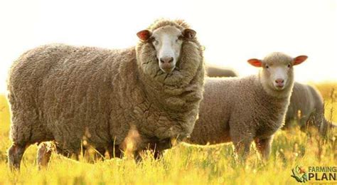 Merino Sheep: A Unique Breed Of Sheep - Farming Plan