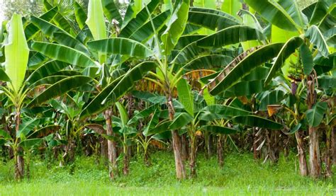 Organic Banana Plantation stock photo. Image of farm - 15045742