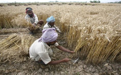 307.Global Warming Reduces Expected Yields of Harvests in Some Countries, Study Says