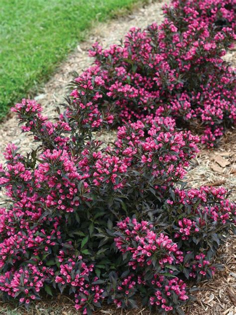 Weigela | Plant Care, Details, and Pronunciation | Heyden's Gardens