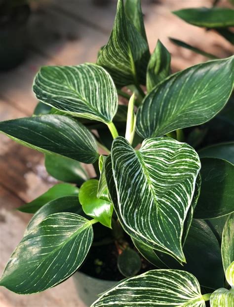 House Plants — New Leaf Garden Center