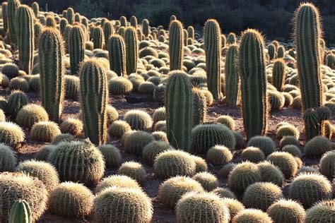 Cactus: Info, Photos and IDs