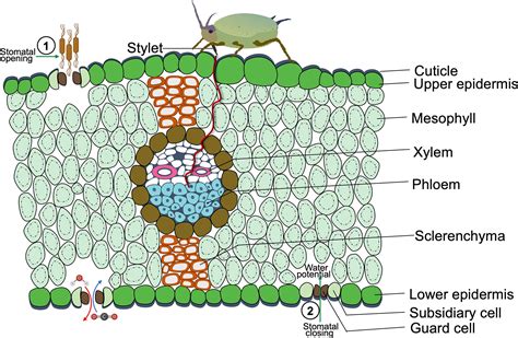 Leaf Stomata Diagram