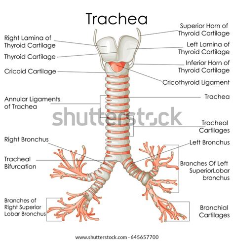 37,818 Trachea Images, Stock Photos & Vectors | Shutterstock