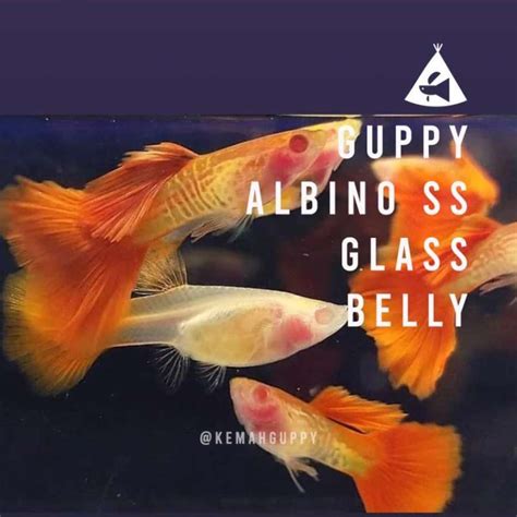 Jual Ikan Guppy Albino Snake Skin Glass Belly Sepasang Indukan Siap Breed - Betina Di Seller ...