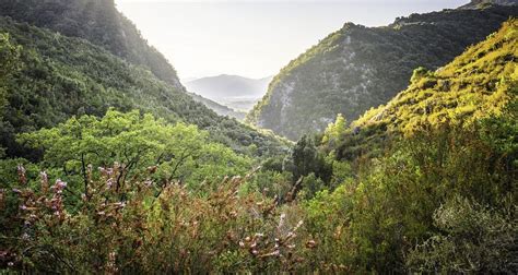 Rock Rose Hiking Trail - Ajloun Forest Reserve - tripjo.com