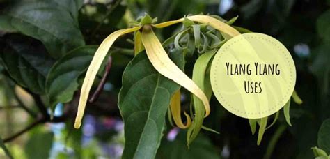 Ylang Ylang Uses For Health, Beauty And Wellness