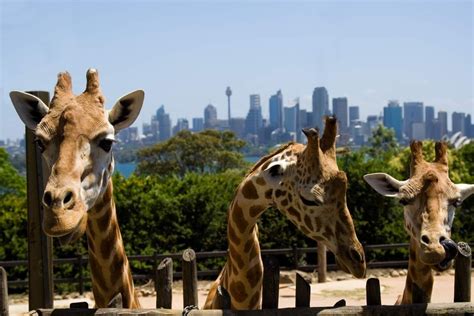 Taronga Zoo, Sydney